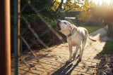 Hund im Garten: Wie viel Gebell ist erlaubt